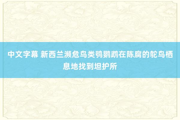 中文字幕 新西兰濒危鸟类鸮鹦鹉在陈腐的鸵鸟栖息地找到坦护所